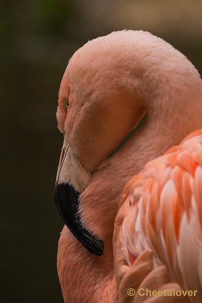 _DSC0225.JPG - Chileense Flamingo